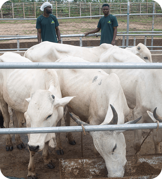 Akinlalu Farm – Osun State - Image 1