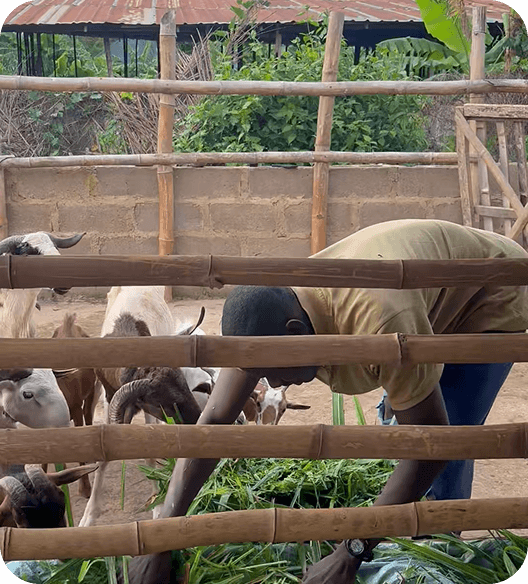 Akinlalu Farm – Osun State - Image 2