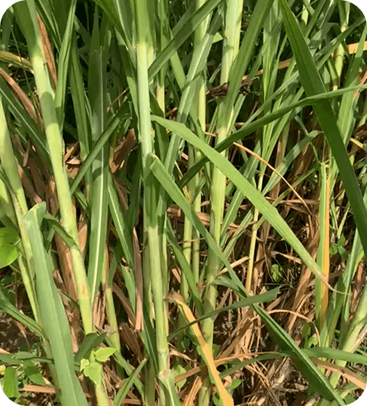 Majeroku Farm – Osun State - Image 2