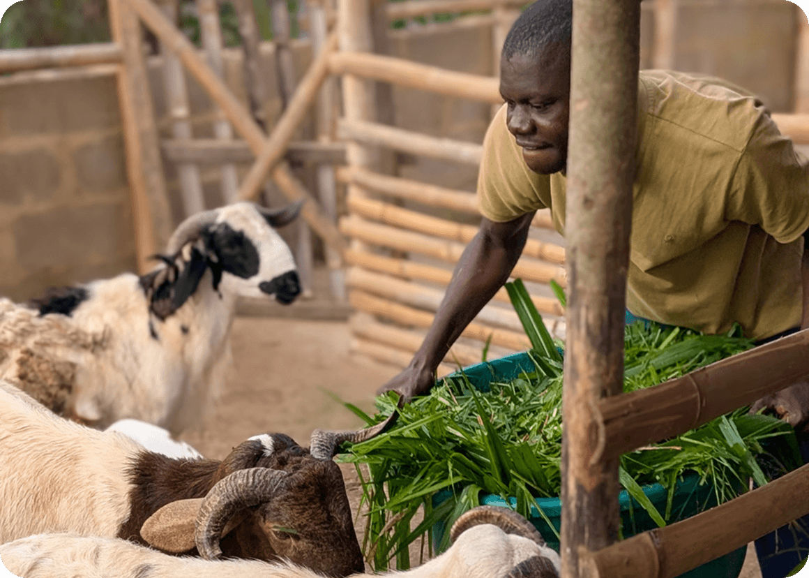 Staff feeding goat and ram fresh grass