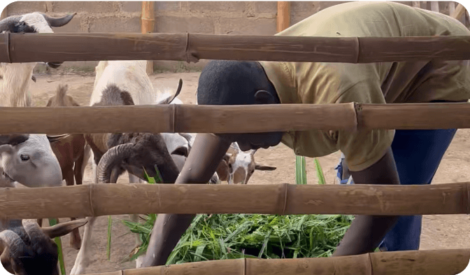 Bamboo Pen In Use Video